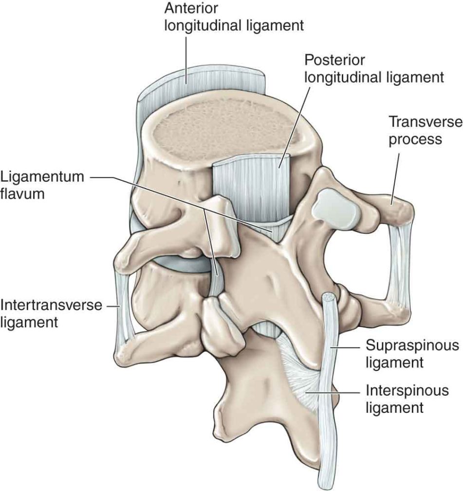 Do You Have Neck Pain? It Could Be Coming From Your Ligaments - Old ...